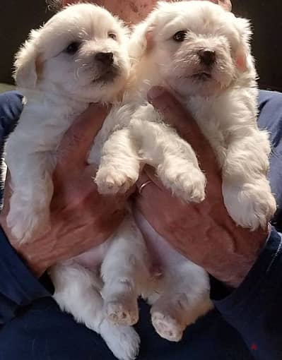 griffon puppies