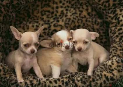 شيواوا مينى اهالى مستوردين مسجلين Chihuahua mini FCI  bloodline