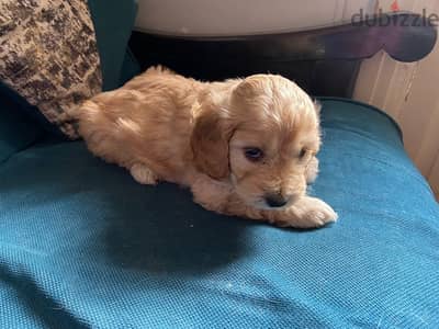 female cocker spaniel 40 days