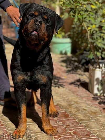 Rottweiler Dog