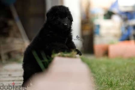 best Royal black puppy ever