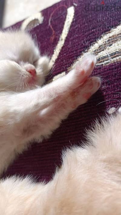 Himalayan kitten