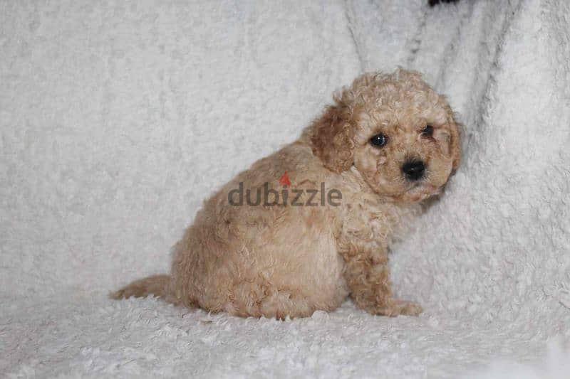 Toy Poodle puppy 3