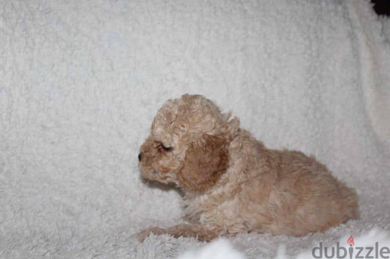 Toy Poodle puppy 4