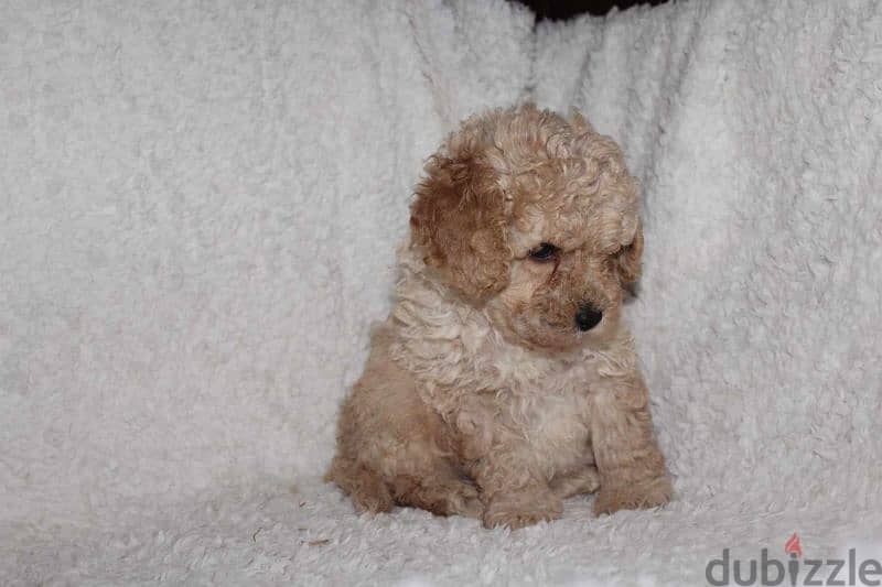 Toy Poodle puppy 5