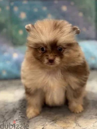 Pomeranian Puppy Dog For Sale From Europe