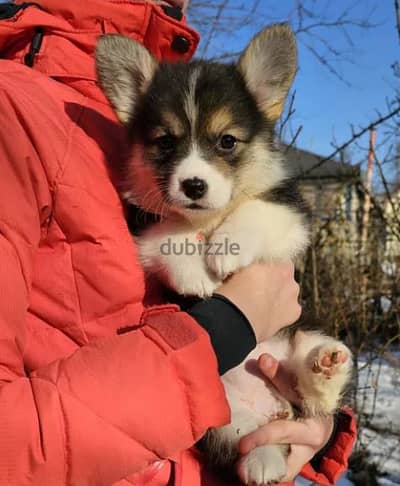 Welsh Corgi Puppies For Sale From Europe