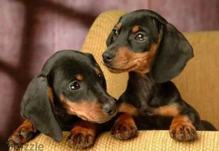 Dachshund Puppy For Sale Black and Tan Color