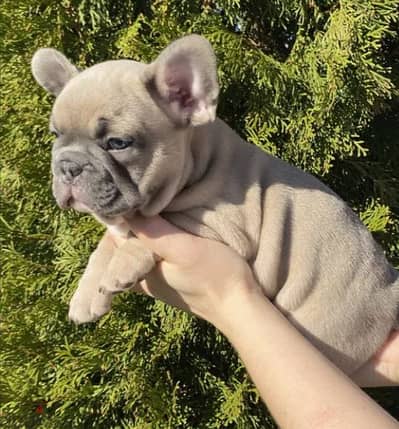 Isabella French Bulldog Puppy For Sale