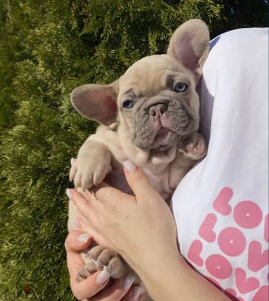 Isabella French Bulldog Puppy For Sale 1