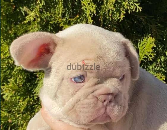 Isabella French Bulldog Puppy For Sale 2