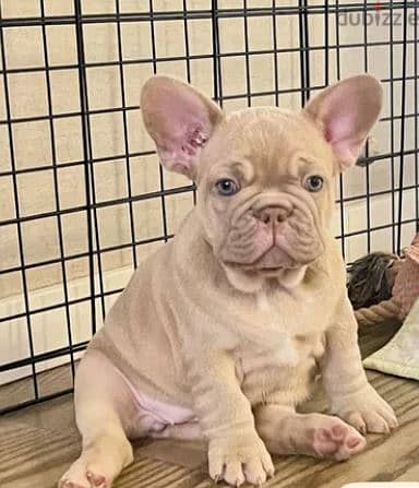 Isabella French Bulldog Puppy For Sale 3