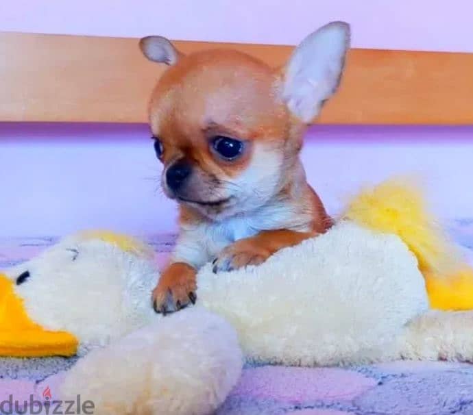 Chihuahua Puppy For Sale 0