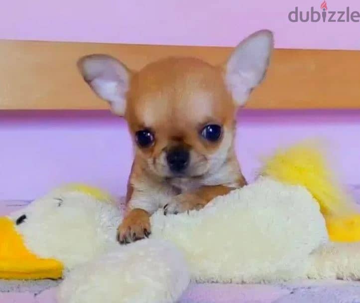 Chihuahua Puppy For Sale 1