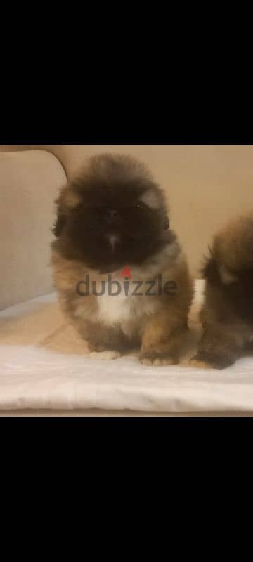 بيكنواه pekingese puppies