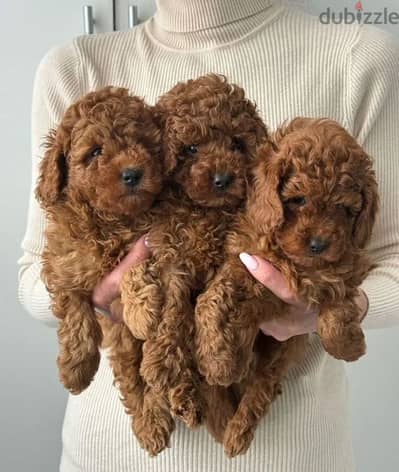 Toy poodle puppy boy from Russia