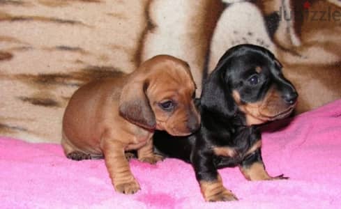 Dachshund puppy female from Russia