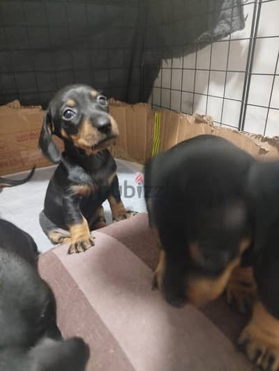 Dachshund puppy female from Russia