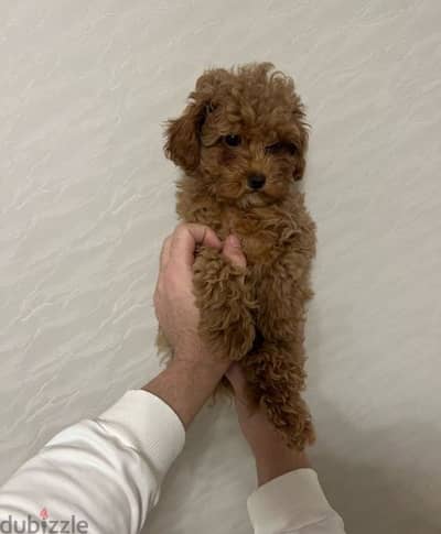 Toy poodle puppy boy from Russia