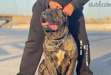 Cane Corso