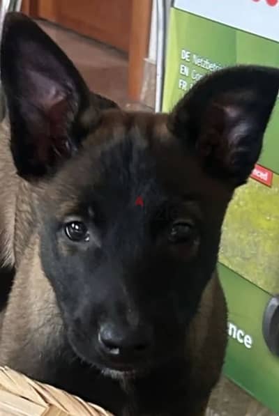 Belgian shepherd malinois puppy female from Russia