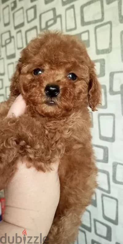 Toy poodle puppy boy from Russia