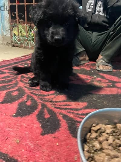 German Shepherd , Royal Black چيرمن شيپرد رويال بلاك