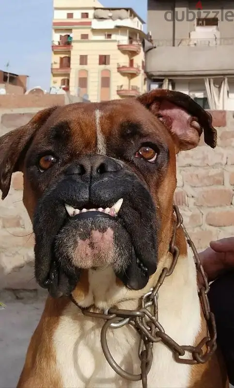 للزواج فقط63702043595651120
