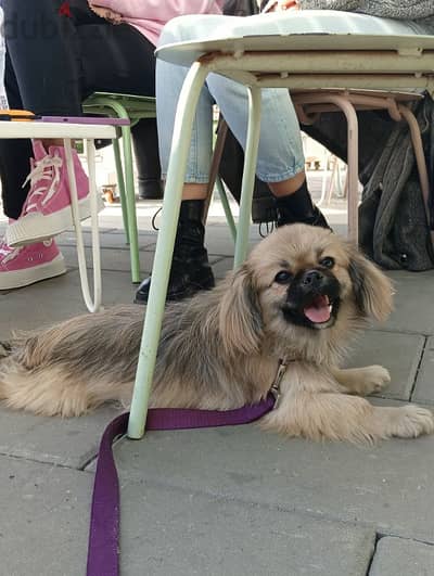 Shih tzu & pekingese mix