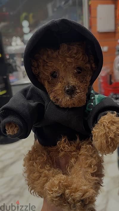 توي بودل // Toy poodle