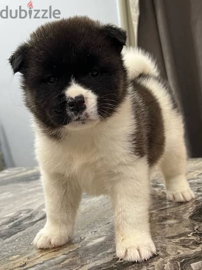 american akita