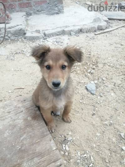 للبيع Basque shepherd متطعم