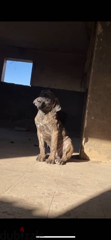 cane corso