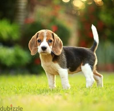 Beagle puppies