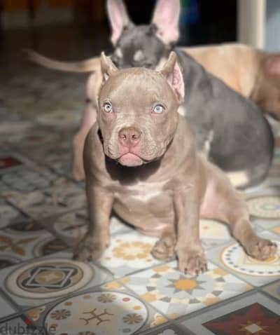 American Bully mini pocket female from Russia