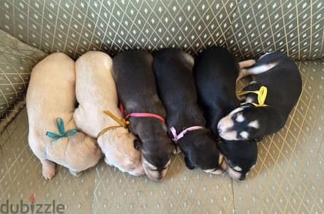 Saluki puppies from Russia