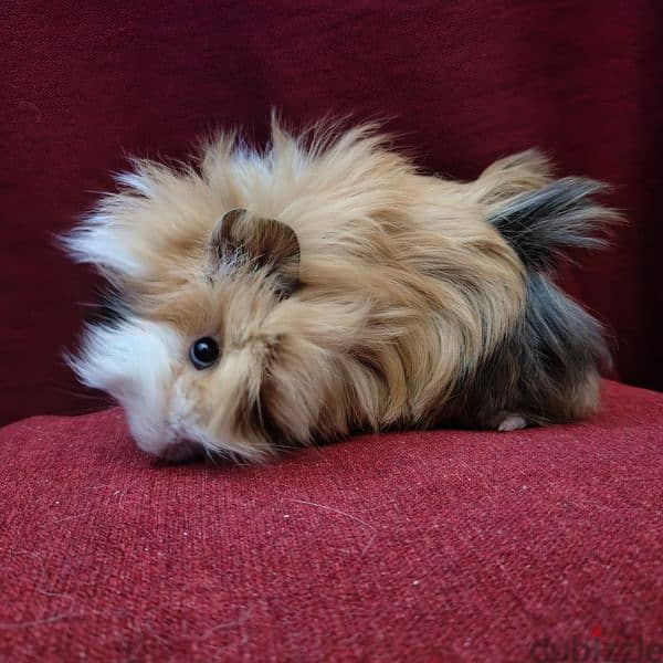 غينيا بيج guinea pig 1