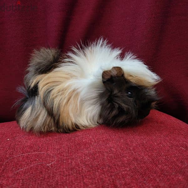 غينيا بيج guinea pig 2