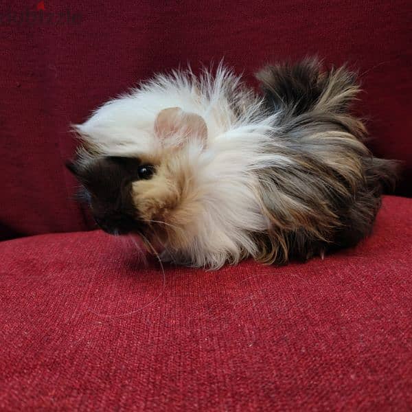 غينيا بيج guinea pig 3