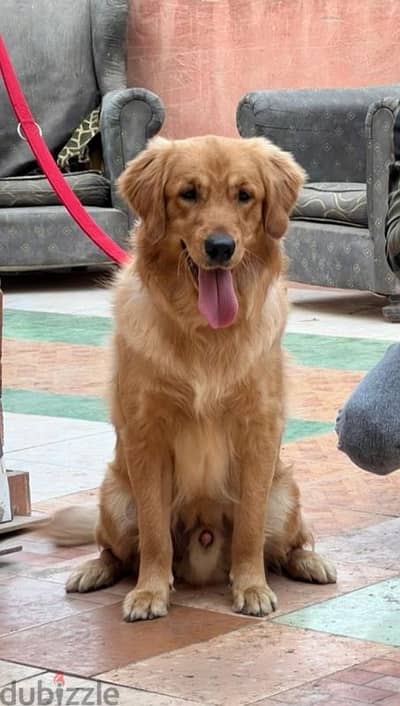 golden retriever dog