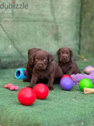 Labrador retriever puppies لابرادور