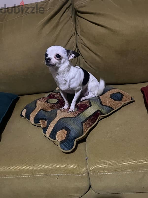 بنوته شيواوا Chihuahua 1