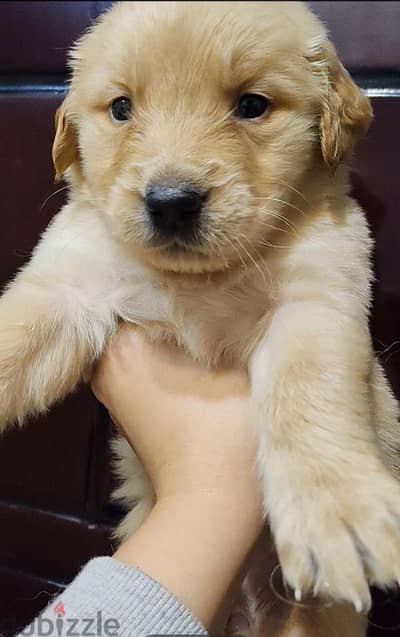 golden retriever female جولدن ريتريفر