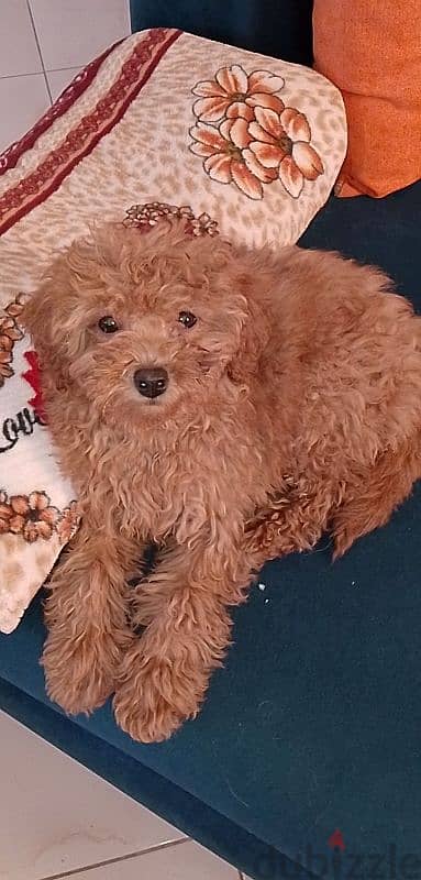 Toy Poodle puppy