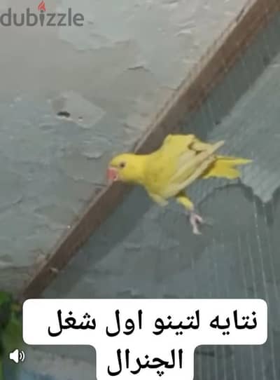 بغبغاء دره لتينو