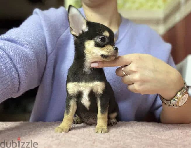 Black and Tan Chihuahua Puppy For Sale From Europe 0