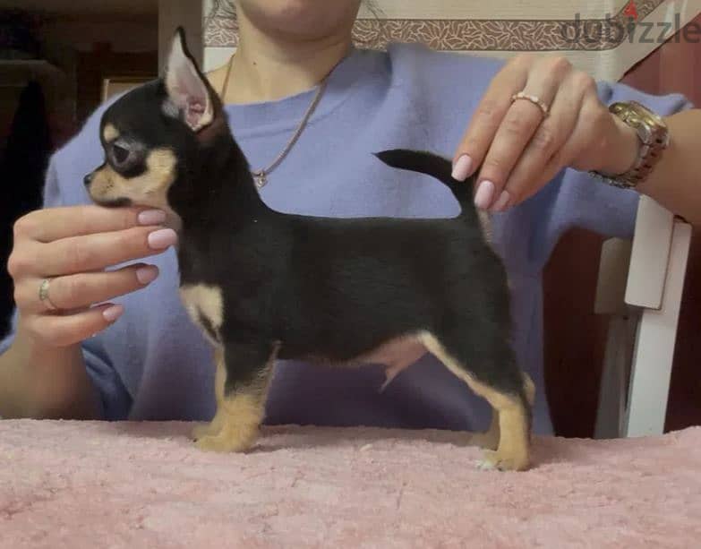 Black and Tan Chihuahua Puppy For Sale From Europe 1