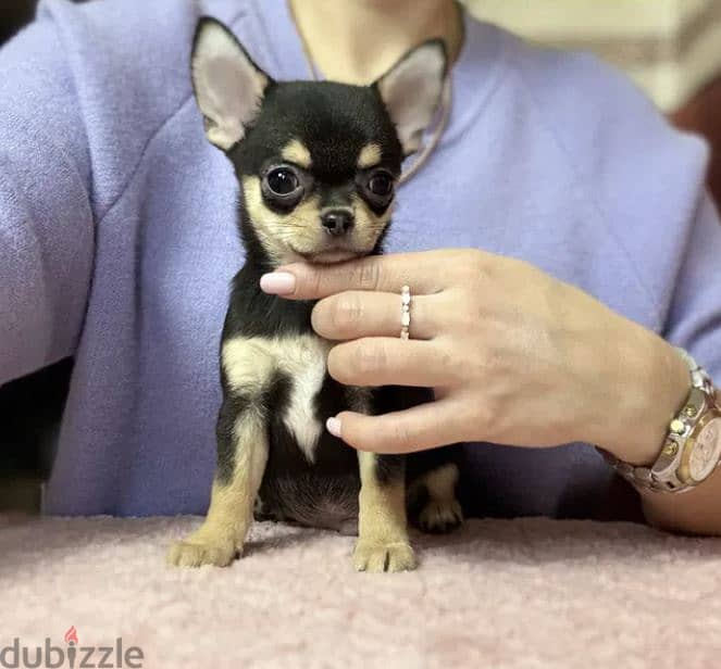 Black and Tan Chihuahua Puppy For Sale From Europe 2