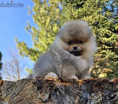 Pomeranian Puppy Dog For Sale Top Quality With FCI Pedigree