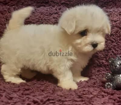 Maltese Puppy For Sale Korean style From Europe